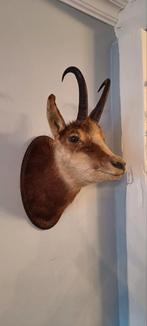 Opgezette Gemsbok trofee, Ophalen of Verzenden