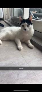 Pamuk, 1 jaar, kater, 0 tot 2 jaar