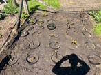 Mooie walnotenbomen in pot, Tuin en Terras, Planten | Fruitbomen, Ophalen, Minder dan 100 cm, In pot, Walnotenboom