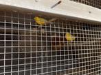 Koppel kanaries inclusief kooi, Meerdere dieren