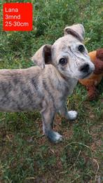 Lana is ter adoptie!, Dieren en Toebehoren, Rabiës (hondsdolheid), 15 weken tot 1 jaar, Handelaar, Buitenland