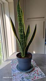 Sanseveriaplant, Groene kamerplant, Ophalen, Halfschaduw, Minder dan 100 cm