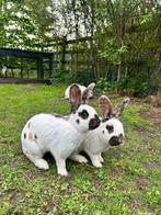 Rijnlander voedster gezocht, Dieren en Toebehoren, Konijnen, Vrouwelijk, Middelgroot, 0 tot 2 jaar