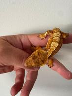 Wimpergekko gekko vrouw 13 cm 1,5 jaar oud, Dieren en Toebehoren, Reptielen en Amfibieën | Toebehoren, Ophalen
