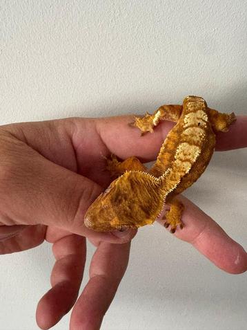 Wimpergekko gekko vrouw 13 cm 1,5 jaar oud beschikbaar voor biedingen