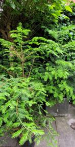 Taxus Nieuw, Tuin en Terras, Planten | Struiken en Hagen, Ophalen, Taxus, Haag, 100 tot 250 cm
