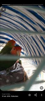 Agapornis vermist JAFFADWARSSTRAAT45, Dieren en Toebehoren, Vogels | Parkieten en Papegaaien, Dwergpapegaai of Agapornis