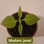Madam janet plantjes, Ophalen, Volle zon, Groenteplanten, Eenjarig