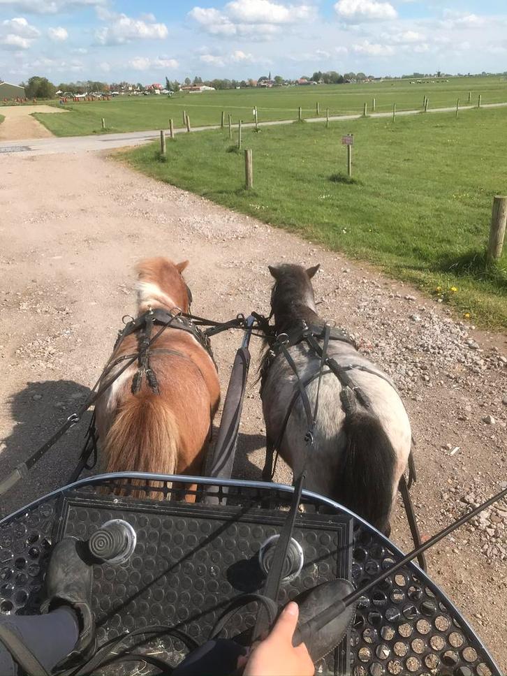 Twee mini ruintjes te koop, Dieren en Toebehoren, Pony's, Ruin, B, A pony (tot 1.17m), Recreatiepony, 11 jaar of ouder, Met stamboom