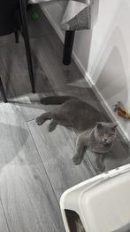 Scottish fold bijna 8 maanden, Dieren en Toebehoren, Kater