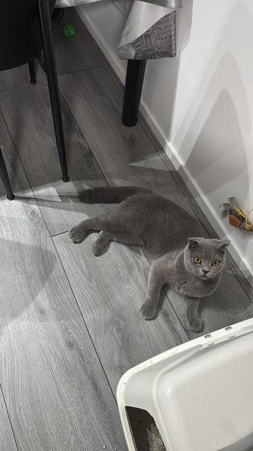 Scottish fold bijna 8 maanden beschikbaar voor biedingen