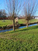 Professionele snoei service voor uw bomen en heggen, Ophalen of Verzenden, Nieuw