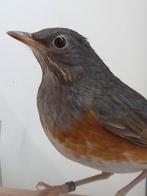 2-1 Grijskap lijsters, Dieren en Toebehoren, Vogels | Overige Vogels, Meerdere dieren, Tropenvogel, Geringd