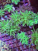 LPS koraal euphyllia torches, Dieren en Toebehoren, Ophalen, Nieuw, Plant(en), Steen of Hout