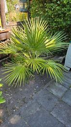 Mooie Palm  110 cm hoog 120cm breed, Tuin en Terras, Planten | Bomen, Ophalen of Verzenden, Volle zon, Palmboom, 100 tot 250 cm