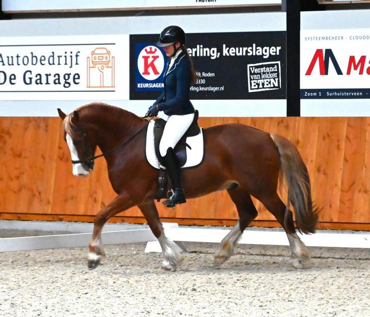 Gezocht paarden e pony, Dieren en Toebehoren, Paarden en Pony's | Dekens en Dekjes, Nieuw, Ophalen