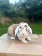 Hangoor konijn te koop, Dieren en Toebehoren, Vrouwelijk, Middelgroot, Hangoor, 0 tot 2 jaar