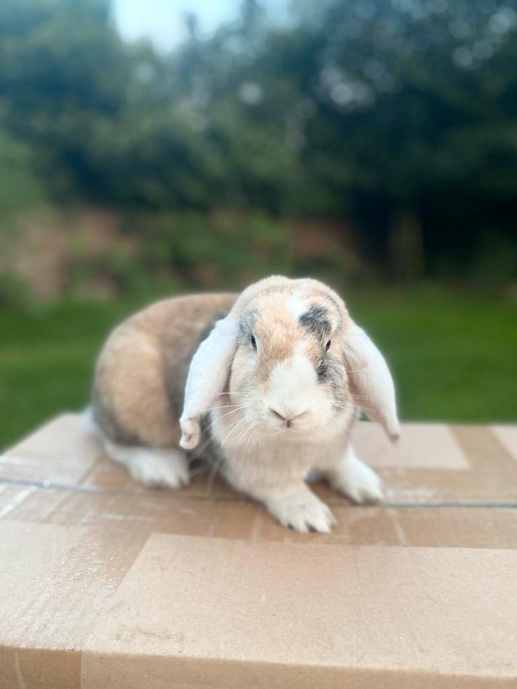 Hangoor konijn te koop, Dieren en Toebehoren, Konijnen, Middelgroot, Vrouwelijk, 0 tot 2 jaar, Hangoor