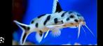Synodontis polli white ZAÏRE zeldzaam Tanganyika cichliden, Dieren en Toebehoren, Vissen | Aquariumvissen