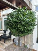 Laurierboom, Tuin en Terras, Planten | Bomen, Lente, 100 tot 250 cm, Ophalen, Volle zon