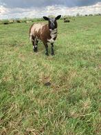 lammeren, Dieren en Toebehoren, Meerdere dieren, Schaap, 0 tot 2 jaar