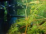 Guppen 15 voor 10 euro, Dieren en Toebehoren, Vis