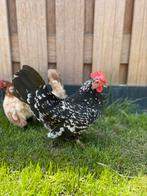 4 tamme kriel(kippen) incl. douglas houten hok met ren, Dieren en Toebehoren, Pluimvee, Vrouwelijk, Kip