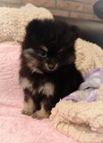 4 super snoezige mini pomeranian puppys ️🌸🩷🥰, Dieren en Toebehoren, Keeshond, 8 tot 15 weken, Meerdere, Meerdere dieren