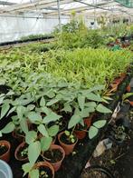 Surinaamse kousenband en Kangkong planten 1,25 per pot, Ophalen of Verzenden, Zomer, Groenteplanten, Volle zon