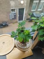 Kruidje roer me niet (Mimosa pudica), Huis en Inrichting, Kamerplanten, Ophalen, Minder dan 100 cm