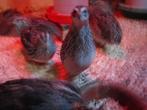 Te Koop japanse kwartels( jumbo ), Dieren en Toebehoren, Pluimvee, Meerdere dieren, Overige soorten