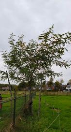Valse Acacia (Robinia pseudoacacia), Tuin en Terras, Planten | Bomen, Overige soorten, Lente, 400 cm of meer, Ophalen