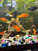 Zwaarddragers, Dieren en Toebehoren, Vis