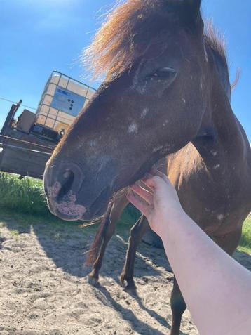 A pony zoekt beste vriend/vriendin! beschikbaar voor biedingen