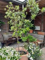 meerstammige boom struik, Tuin en Terras, Planten | Bomen, Ophalen, In pot, Volle zon, Overige soorten