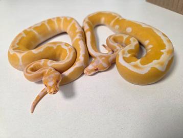 1.1 koppeltje Albino Clown Python Regius beschikbaar voor biedingen