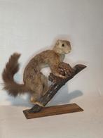 Opgezette eekhoorn, Verzamelen, Dierenverzamelingen, Ophalen of Verzenden, Gebruikt, Wild dier, Opgezet dier
