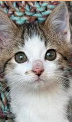 Kitten gezocht (poes), Poes, Kortharig, 0 tot 2 jaar