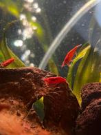 Vuur garnalen / rode garnalen algeneters, Kreeft, Krab of Garnaal