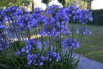agapanthus meerdere soorten uit eigen kwekerij, Tuin en Terras, Planten | Tuinplanten, Ophalen, Zomer, Overige soorten, Volle zon
