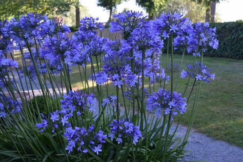 agapanthus meerdere soorten uit eigen kwekerij, Tuin en Terras, Planten | Tuinplanten, Overige soorten, Volle zon, Zomer, Ophalen