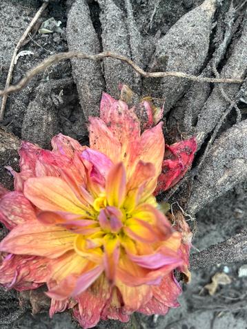 Hahlia Rose Geel - Prachtige Dahlia Knol beschikbaar voor biedingen