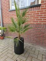 Europese dwergpalm / palmboom, Ophalen of Verzenden, Overige soorten, Bloeit niet, Volle zon