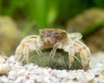 Onderwaterkrab "Dwarf Ghost" – Potamocypoda alleni beschikbaar voor biedingen