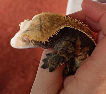 Wimpergekko man  beschikbaar voor biedingen