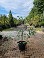 Vijgenboom - XXL, Tuin en Terras, Planten | Bomen, Ophalen, Bloeit niet, Volle zon, Overige soorten