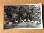 ansichtkaart vd kinderboerderij van Artis Amsterdam met geit, Verzamelen, Verzenden, Voor 1920, Hond of Kat