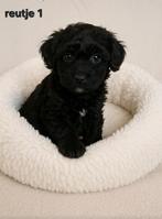 Super mooi gezonde boomer pups. Ook merle kleur !!, Dieren en Toebehoren, Honden | Chihuahua's en Gezelschapshonden, Overige rassen