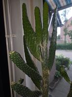 Weggeefprijs: Grote Haasoor Cactus - 114cm, Huis en Inrichting, Kamerplanten, Ophalen, 100 tot 150 cm, Cactus, Volle zon