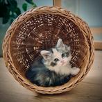 Lief maine coon poesje net 6mnd oud, Dieren en Toebehoren, Poes, Gechipt